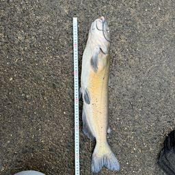 アメリカナマズ