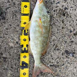 ムネアカクチビ