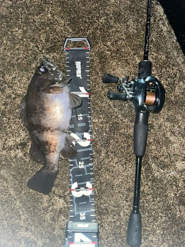 シロメバルの釣果