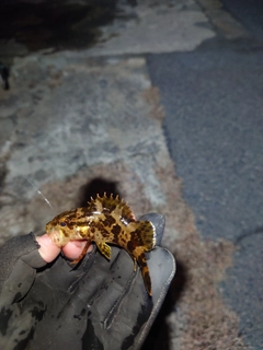 タケノコメバルの釣果