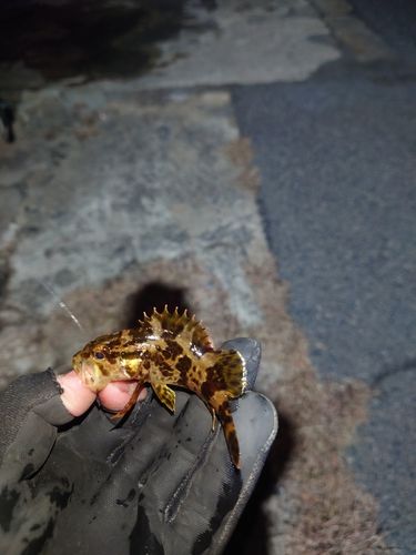 タケノコメバルの釣果