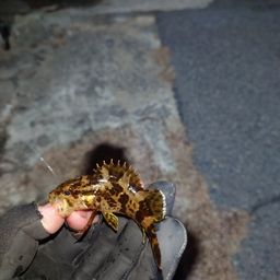 タケノコメバル