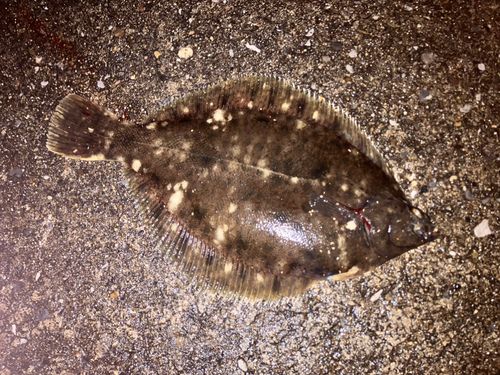 千葉港中央埠頭