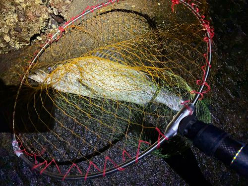 ヒラスズキの釣果