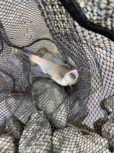 ニジマスの釣果