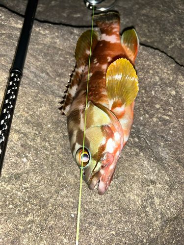 アカハタの釣果