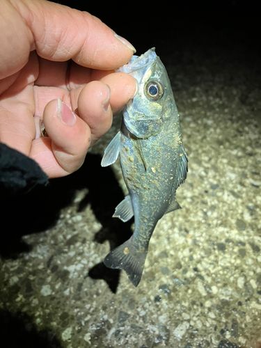 セイゴ（マルスズキ）の釣果