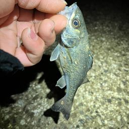 セイゴ（マルスズキ）