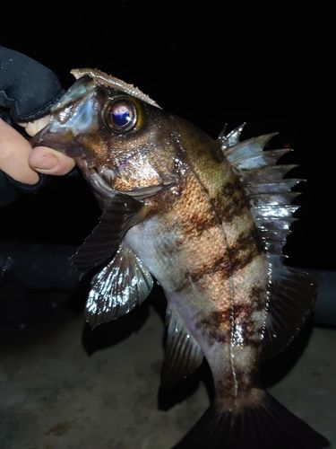 金沢水際線緑地（福浦岸壁）