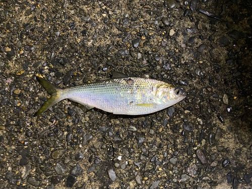 コノシロの釣果