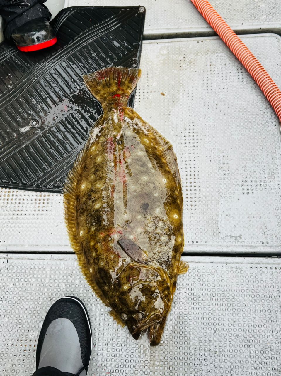 たぴのさんの釣果 1枚目の画像