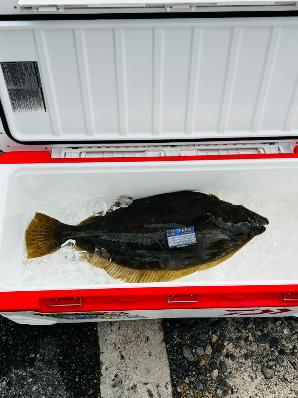 たぴのさんの釣果 2枚目の画像