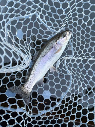 レインボートラウトの釣果