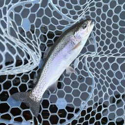 レインボートラウト