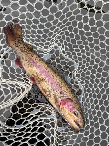 レインボートラウトの釣果