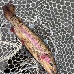 レインボートラウト