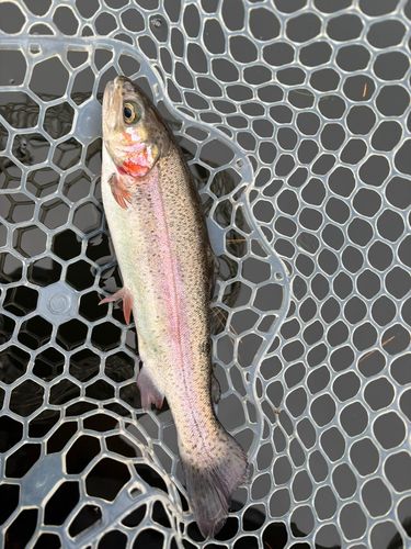 レインボートラウトの釣果