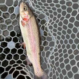 レインボートラウト