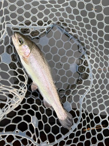 レインボートラウトの釣果