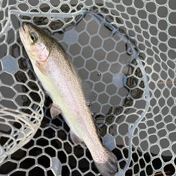 レインボートラウト