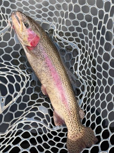 ハミングバード通天湖