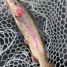 レインボートラウト