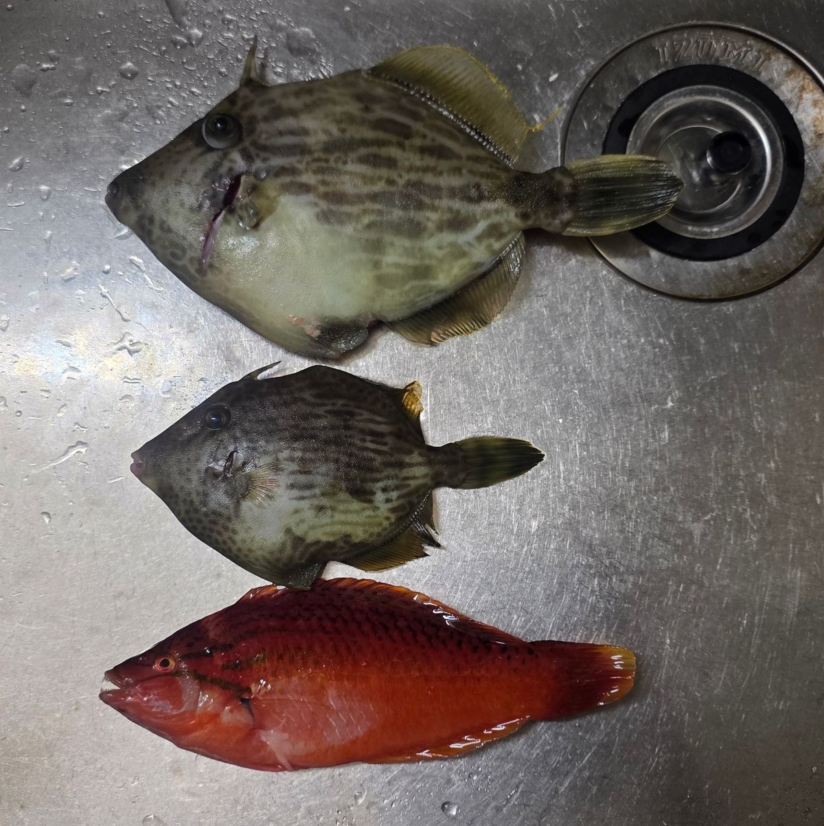 Jackyさんの釣果 1枚目の画像