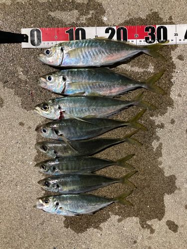 マアジの釣果
