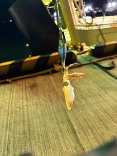 ヒイカの釣果
