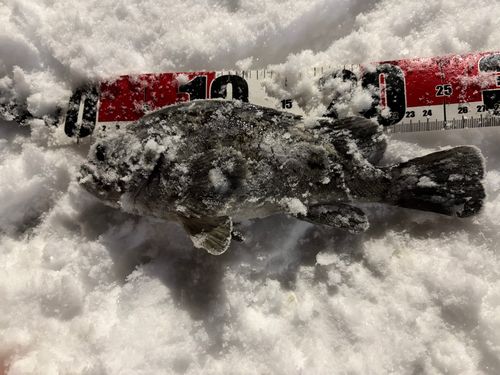 クロソイの釣果