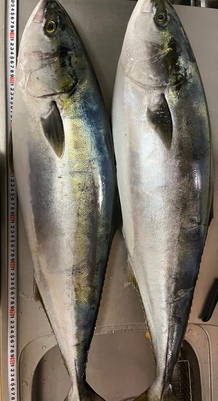 ぴろちSWさんの釣果 2枚目の画像