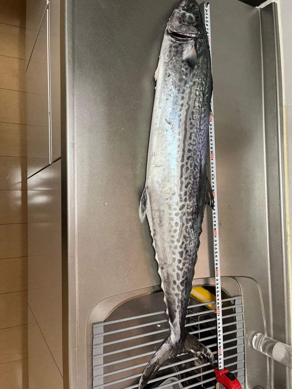 ぴろちSWさんの釣果 3枚目の画像