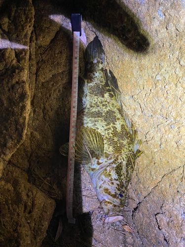 ベッコウゾイの釣果