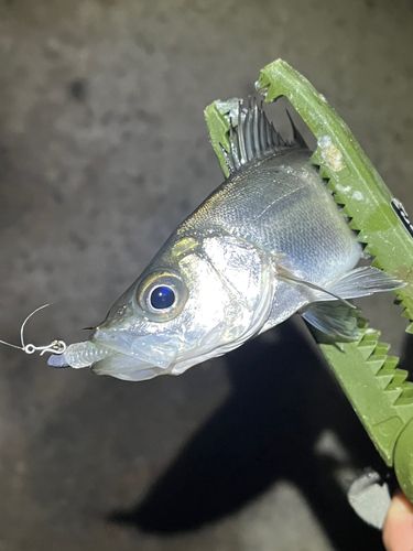 セイゴ（マルスズキ）の釣果