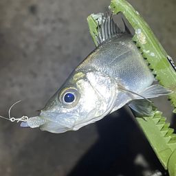 セイゴ（マルスズキ）