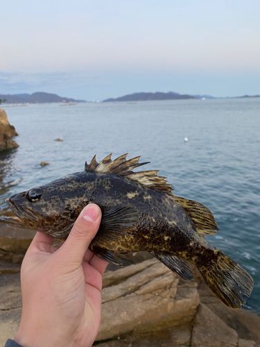 ベッコウゾイの釣果