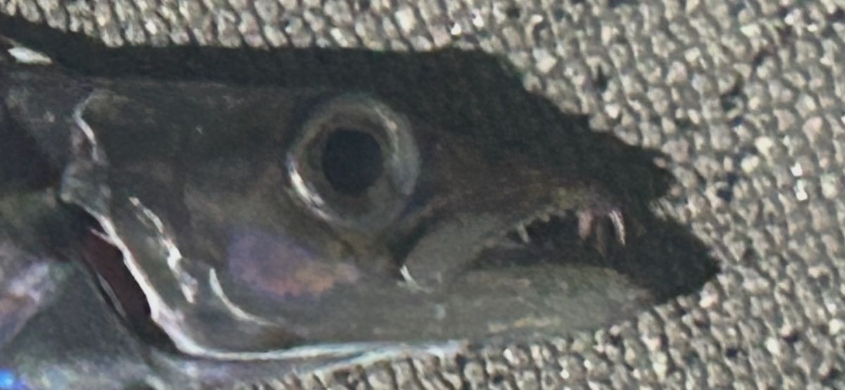 コッスーFさんの釣果 1枚目の画像