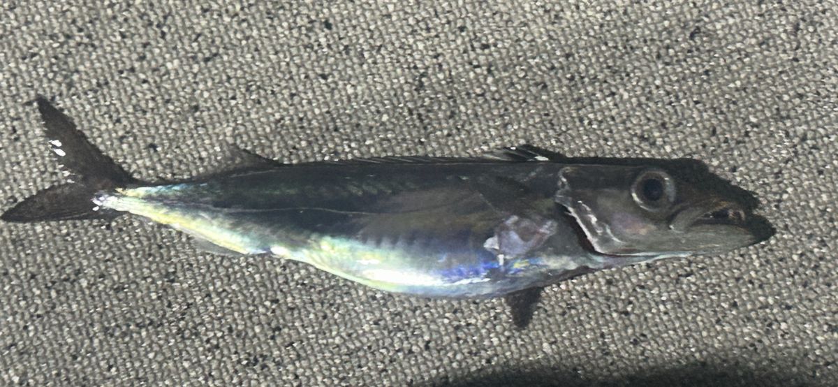 コッスーFさんの釣果 2枚目の画像