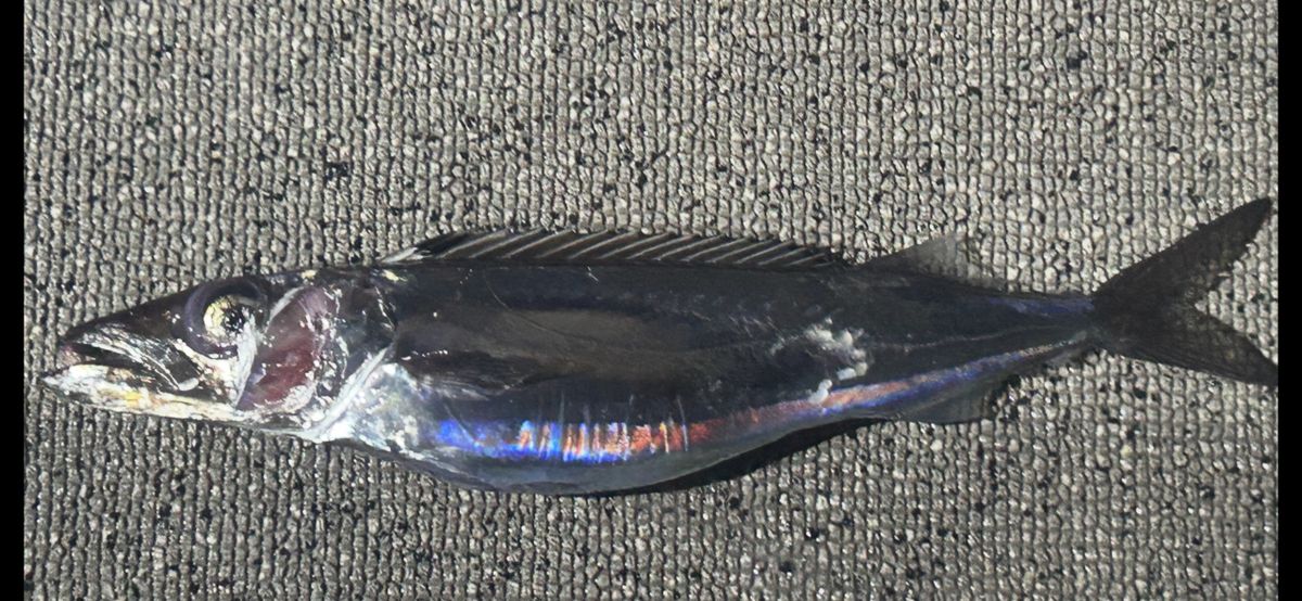 コッスーFさんの釣果 3枚目の画像