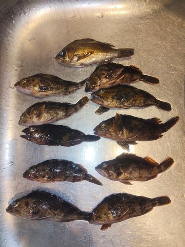 若洲海浜公園海釣り施設