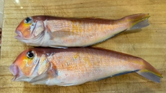 アカアマダイの釣果