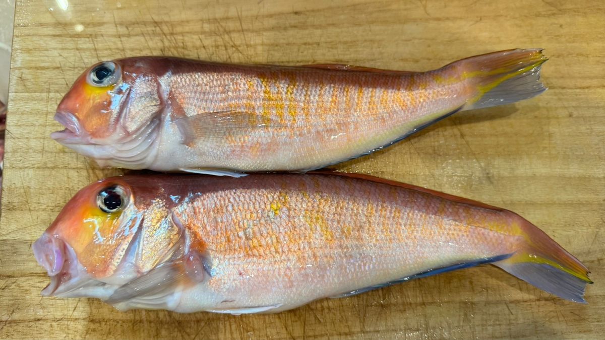 あじたまさんの釣果 1枚目の画像