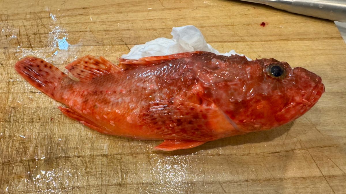 あじたまさんの釣果 1枚目の画像