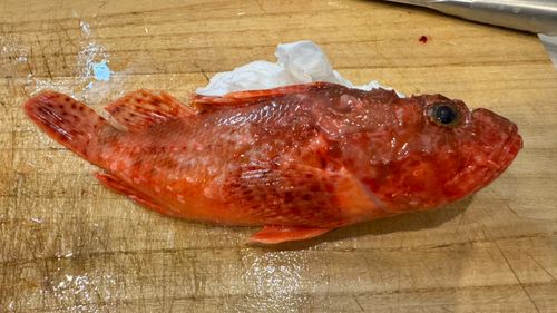 イズカサゴの釣果