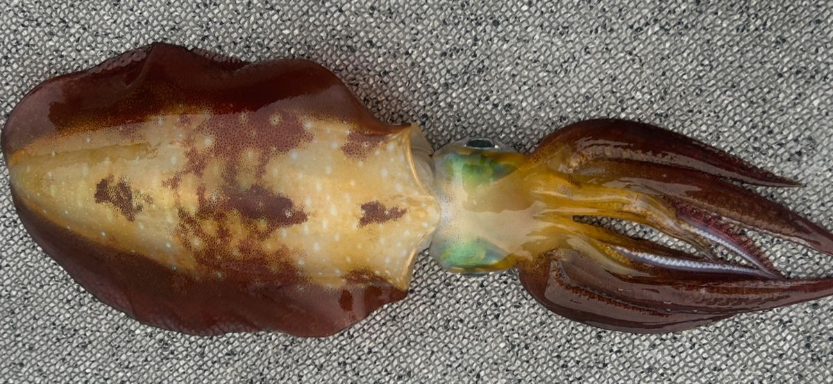 コッスーFさんの釣果 2枚目の画像