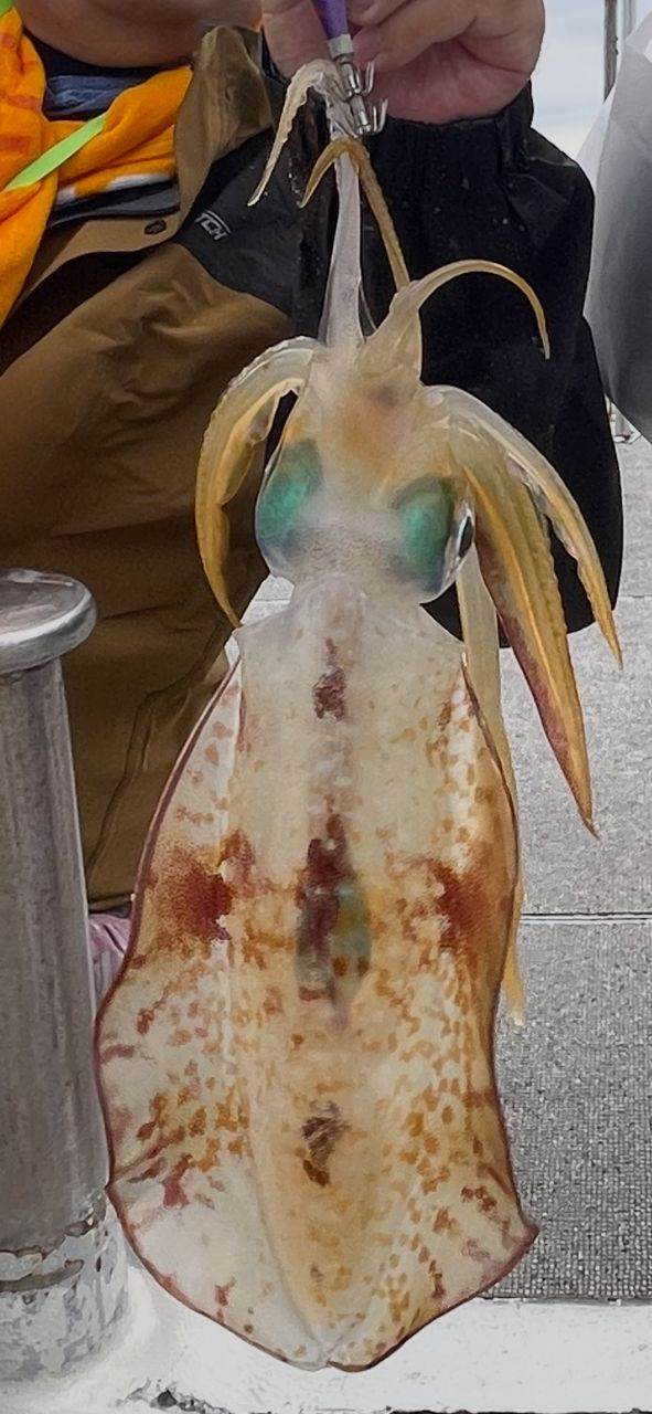 コッスーFさんの釣果 3枚目の画像