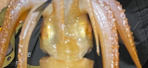 スルメイカの釣果