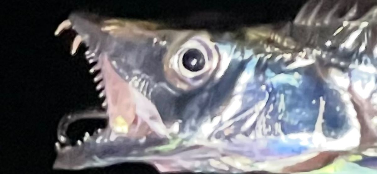 コッスーFさんの釣果 1枚目の画像