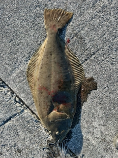 ヒラメの釣果