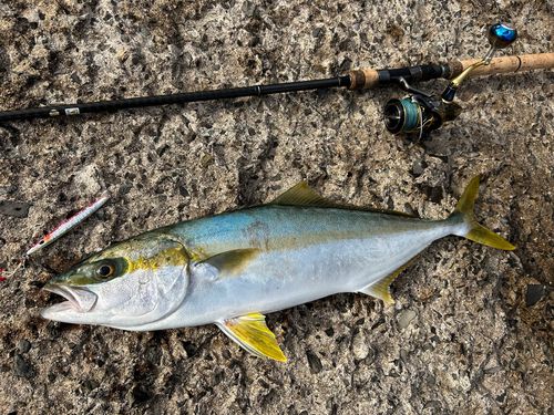 ヒラマサの釣果
